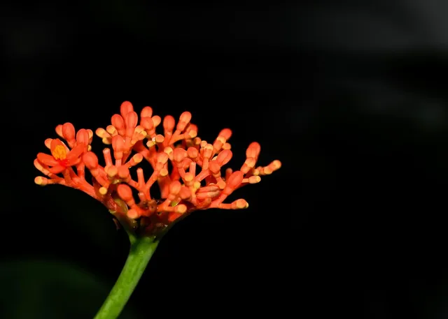 podium-CLH-DR-LPC-M2.jpg