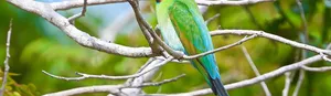 quiz-300x87.jpg