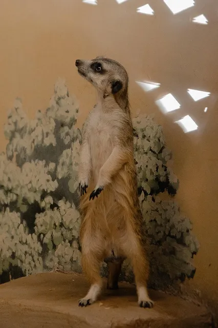 animation-cap-ferret-02.jpg