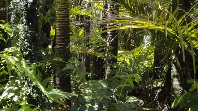 Amazone-03_19-09.jpg